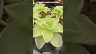 Pinguicula ehlersiae x gigantea [upl. by Mayap309]