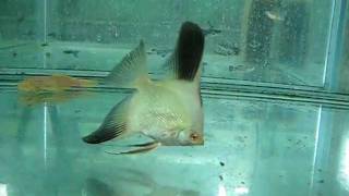 Bulgarian Seal Point angelfish  my new selection 2 [upl. by Anwahsit974]