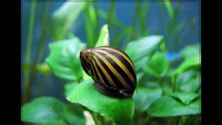 Neritina zebra 🐌 [upl. by Harmon685]