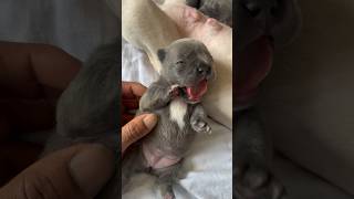 2 Week Old French Bulldog puppies [upl. by Rodie]