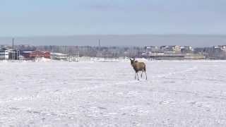 Älg springer på isen i Luleå  med ljud  Moose on the loose on the ice in Luleå Sweden [upl. by Shetrit]