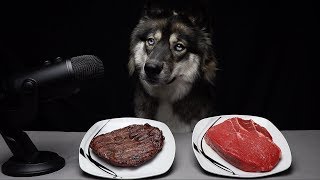 ASMR Dog Chooses Raw vs Cooked Meat [upl. by Elicul]