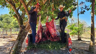 ABATEM0S UM TOURO Muita fartura na fazenda [upl. by Cutter]