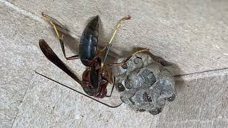 Metricus Paper Wasp Feeds Growing Larvae  Relocated Nest in Captivity One Month Update [upl. by Sankey]