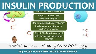 Insulin Production  GM Bacteria  GCSE Biology 91 [upl. by Malet829]