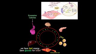 A Common Root Cause Of Chronic Diseases Why Many Longevity Meds Treat Diabetes READ SUMMARY BELOW [upl. by Rtoip]