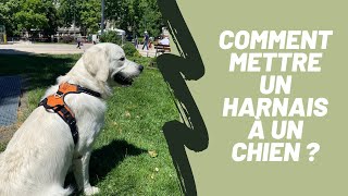 Comment mettre un harnais à son chien [upl. by Lissa]