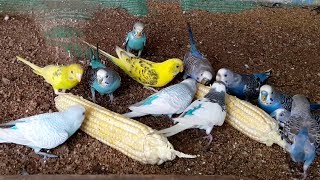 Budgerigar  Budgie Sounds  Chirping  Food  Breeding [upl. by Hallee927]