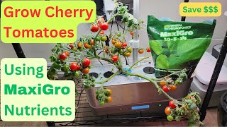 Grow Cherry Tomatoes using MaxiGro nutrients in Aerogarden Harvest Hydroponics System No CalMag [upl. by Dlnaod422]