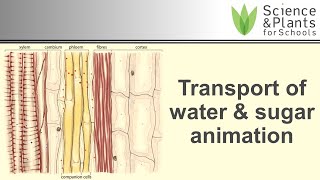 Transport in plant xylem amp phloem water amp sugar  animation 💧🍬 [upl. by Shelley]