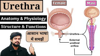 Urethra Anatomy and Physiology in Hindi  Male amp Female Urethra  Nursing  Pharmacy  MLT  GNM [upl. by Enialedam]