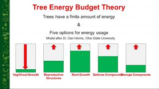 Using Cambistat to Preserve Our Legacy Trees [upl. by Ahsiatal]