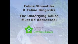 Feline Stomatitis amp Gingivitis The Underlying Cause Must Be Addressed [upl. by Airogerg]