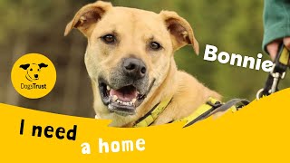 Bonnie the beautiful Crossbreed  Dogs Trust Leeds [upl. by Oiramaj]