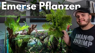 Terrarienpflanzen für mein Wald Diorama Aquarium [upl. by Kedezihclem336]