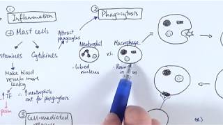 AS Biology  Immune response OVERVIEW OCR A Chapter 1256 [upl. by Tsew]