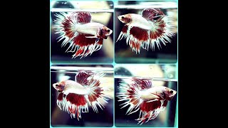 A583 BURGUNDY DRAGON BUTTERFLY Crowntail CT Male Betta Fish [upl. by Eenehs853]