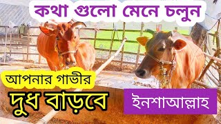 গরুর দুধ বৃদ্ধির উপায়  গাভীর দুধ বৃদ্ধির উপায়  Gorur Dudh Baranor Upay [upl. by Kreg594]