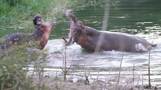 Hippo Bulls Fight to the Death  Backcountry Africa [upl. by Audrye757]