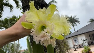 Garden Walk After Storm Fresh Bloom Surprises [upl. by Baskett]