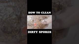 shorts How to Clean Dirty Spore Syringes  Mushroom Cultivation [upl. by Yrelav765]