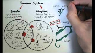 Immunology Overview [upl. by Aiepoissac]