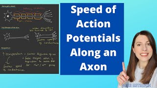 Factors affecting the speed of an Action Potential The Speed of Conductance Along an Axon [upl. by Anilatac]