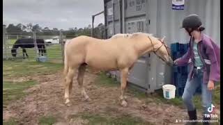 Gympie Horse Sale quotStormquot [upl. by Egoreg799]