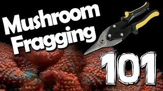 Mushroom Fragging 101 [upl. by Arraeis]