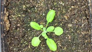 Arabidopsis thaliana time lapse [upl. by Anazraf]