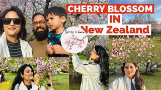 Cherry Blossom New Zealand  Spring [upl. by Anec]