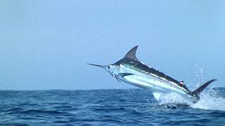 Black Marlin Kings of the Deep Blue [upl. by English734]