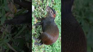 🐈‍⬛ Neither a Hares nor a Rabbit  Redrumped Agouti  Observed in Description [upl. by Nalniuq]