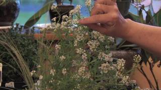 Flower Gardens  How to Grow Sweet Alyssum Lobularia Maritima [upl. by Inge]