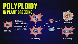 Polyploidy in Plant Breeding [upl. by Keyes]