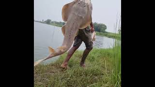 fish fishing video Mudmanfishing short video reels water river [upl. by Sida]