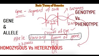 Most frequently used terms in geneticsGeneAlleleGenotypePhenotypeHomozygousHeterozygous [upl. by Sirak571]