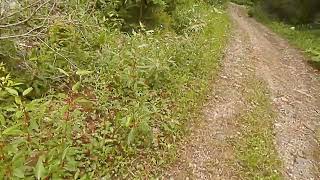 Showy Locoweed along Snowshoe trail [upl. by Esac]