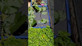 Water lettuce amp Water lily  Growing Water lettuce is very easy  Water lily amp honey bees shorts [upl. by Michelina]