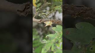 horned leaf hopper [upl. by Hiltner]