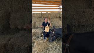 Morin khuur mongolianmusic morinkhuur throatsinging mongolia culturalheritage [upl. by Idmann]