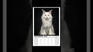 Maine Coon cats calendars for 2022 are available now [upl. by Cloe514]