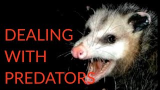 possums are NOT your friend  Sarcocystis Disease [upl. by Siusan]