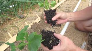 Vertical Gardening How To Transplant Plants [upl. by Philipps]