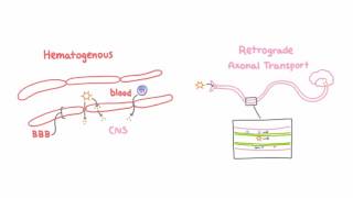 2Minute Neuroscience The Meninges [upl. by Peednama]