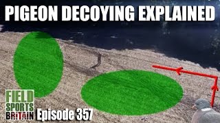 Fieldsports Britain – pigeon decoying explained [upl. by Martha237]