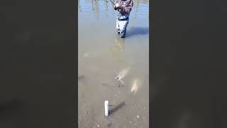 last year Samish river kingsfishing pnw youtubeshorts fish pnwshorts cohosalmon kingsalmon [upl. by Naillik816]