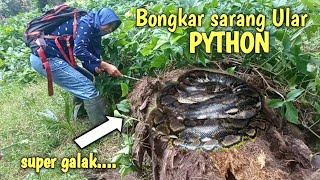 DITEMUKAN SARANG PYTHON SERANGANNYA SANGAT BRUT4L [upl. by Yanetruoc]