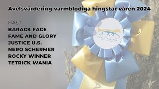 Avelsvärdering varmblod  Våren 2024  Solvalla [upl. by Deery843]