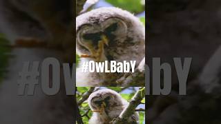 ADORABLE Barred Owlet Discovers SECRET Weapons While Preening  Pileated Goshawk  Canada Wild🇨🇦 [upl. by Gaylord94]